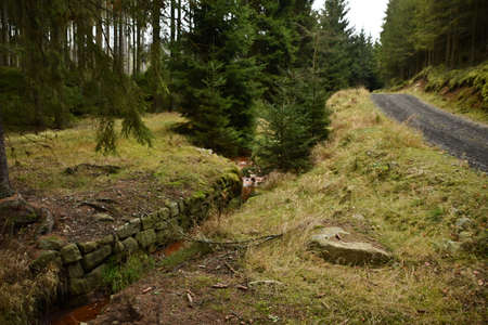 Autumn trip through the forest landscapeの写真素材