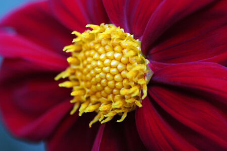Simple Dahliaの写真素材