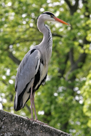 Great Blue Heronの写真素材