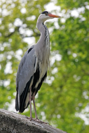 Great Blue Heronの写真素材