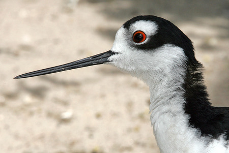 Mexican stilt? shoreの写真素材