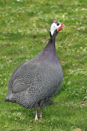 Guinea-fowlの写真素材