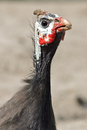 Guinea-fowlの写真素材
