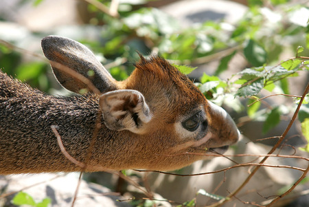 Zwergruesseldikdikの写真素材