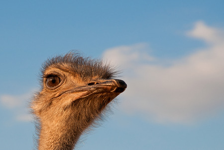 Bouquetの写真素材