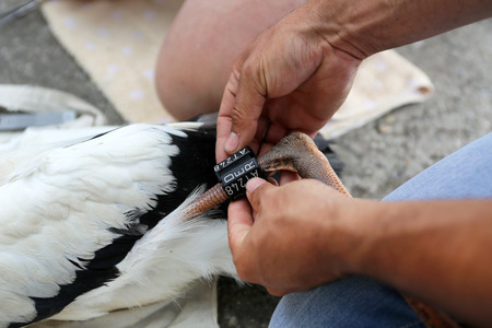 Storchenberingungの写真素材