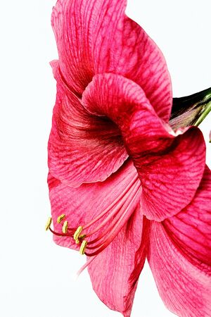 Amaryllisの写真素材