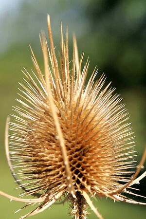 Teasel