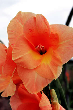 Gladiolusの写真素材