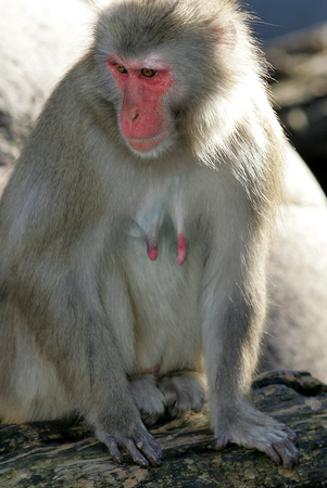 Japanese Macaque