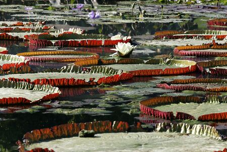 Giant water lilyの写真素材