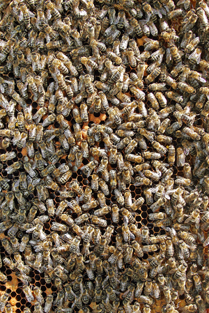 Bees