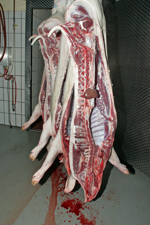 Slaughterhouseの写真素材