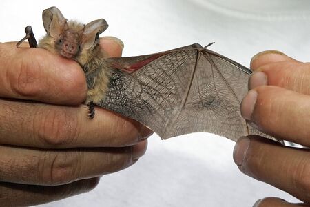 Brown long-eared bat