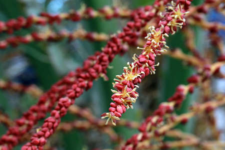 Flowering a jelly palmの写真素材
