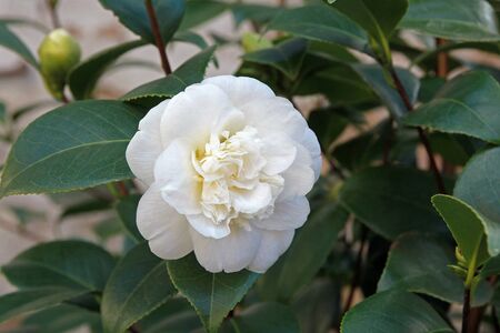 camelliaの写真素材