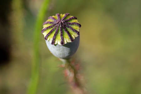 Poppy