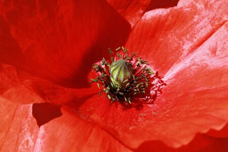 Poppyの写真素材