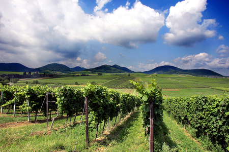 Vineyardsの写真素材