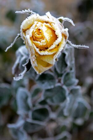 Rose in Winterの写真素材