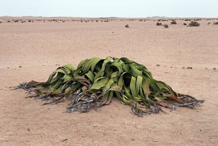 Welwitschia mirabilis, Namibiaの写真素材