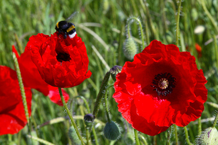 Poppyの写真素材