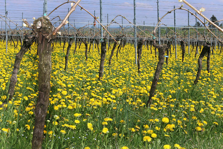 Vineyard in springの写真素材