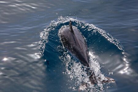 Dolphin swimming