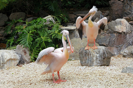 Pelicanの写真素材