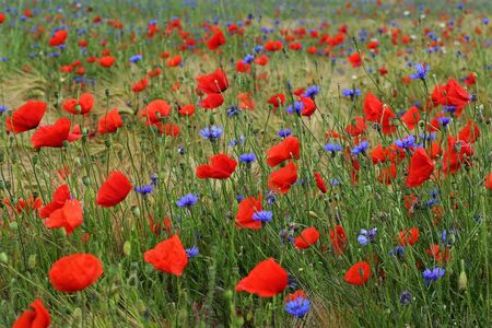 Wild flowersの写真素材