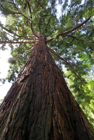 Sequoiaの写真素材