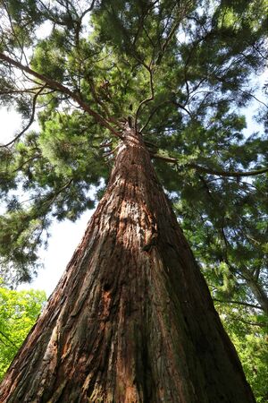 Sequoia