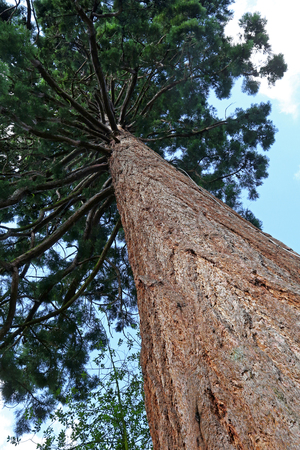 Sequoiaの写真素材