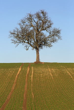Bare Treeの写真素材