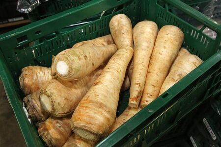 parsley rootの写真素材