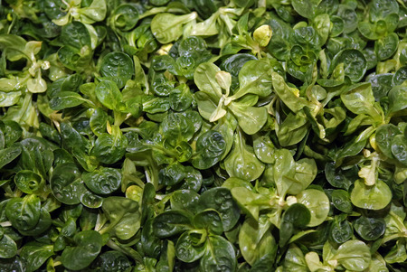 Lamb's lettuceの写真素材