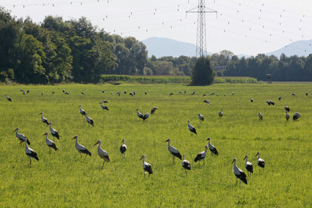 storks