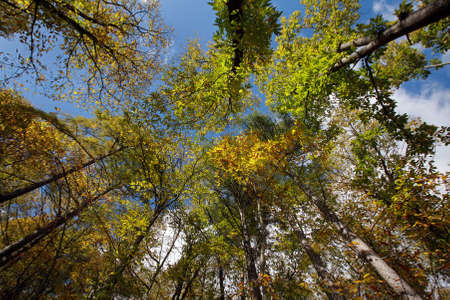 Forest from a frog's perspective