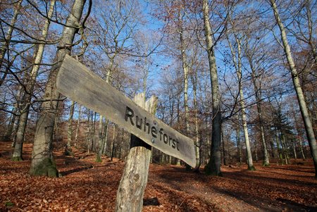 Cemetery in the forestの写真素材