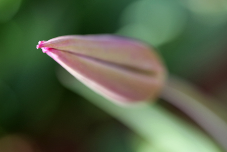 tulips budの写真素材