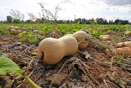 Butternut squashの写真素材