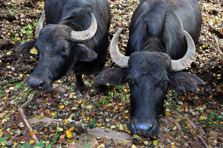water buffaloの写真素材