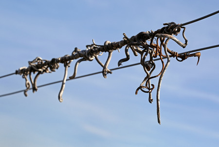 vine tendrilの写真素材