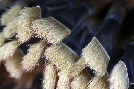 brush for drawingの写真素材