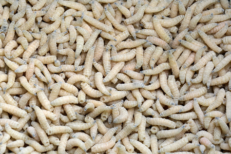 Maggots for fishing