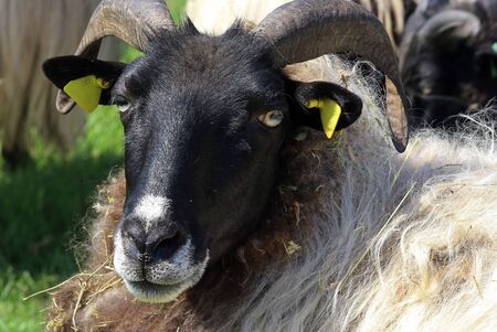 Gray horned paganの写真素材