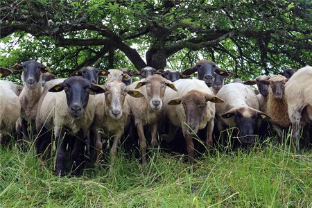 Flock of sheep