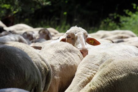 flock of sheep