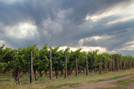 vineyard in southern palatinateの写真素材
