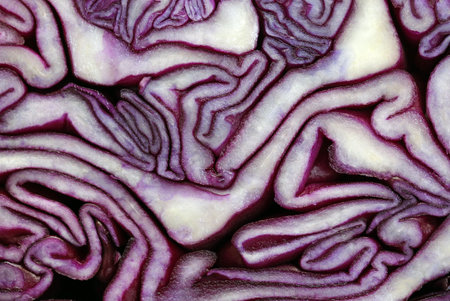 cut head of red cabbage